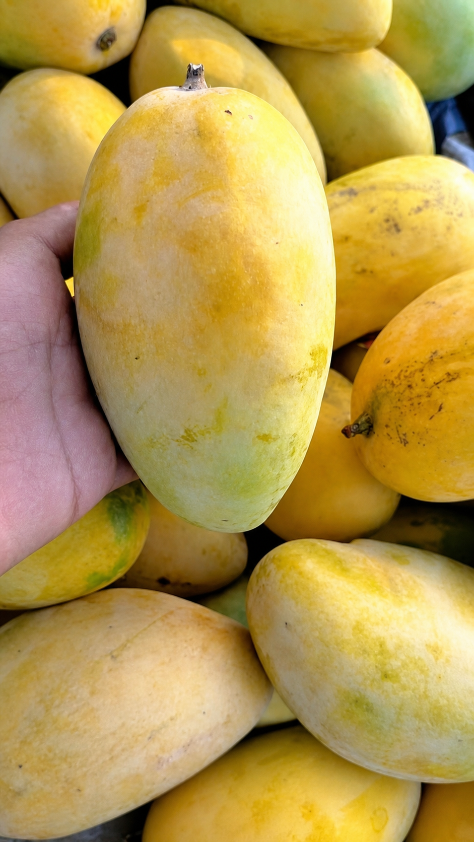 Premium White Chaunsa Mangoes – Sweet, Juicy & Aromatic Pakistani Mangoes
