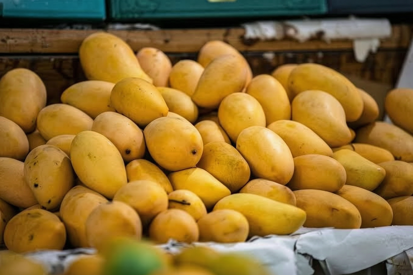 Premium White Chaunsa Mangoes – Sweet, Juicy & Aromatic Pakistani Mangoes
